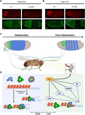 Cell-specific occupancy dynamics between the pioneer-like factor Opa/ZIC and Ocelliless/OTX regulate early head development in embryos